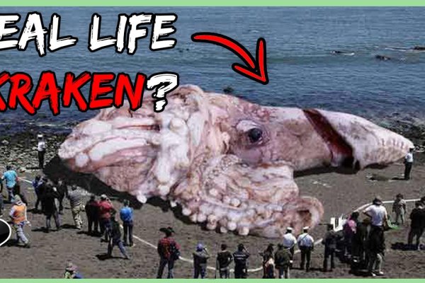 Kraken вход зеркало